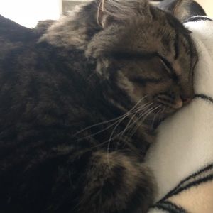 Meet your Posher, Taylor